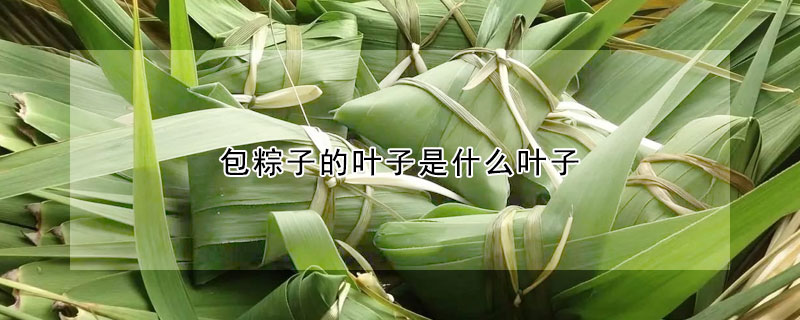 包粽子的葉子是什麼葉子