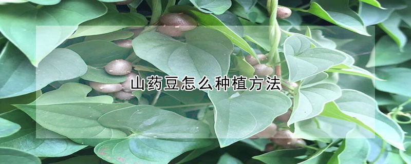 山藥豆怎麼種植方法