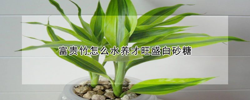 富貴竹怎麼水養才旺盛白砂糖