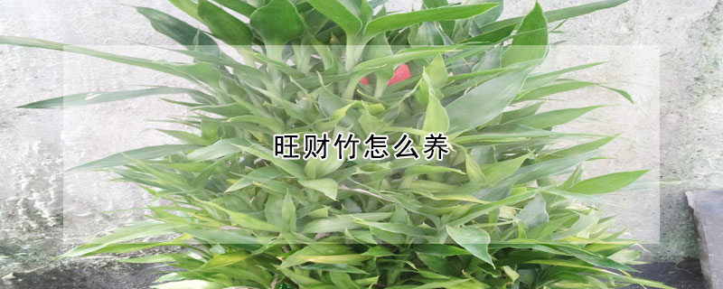 旺財竹怎麼養