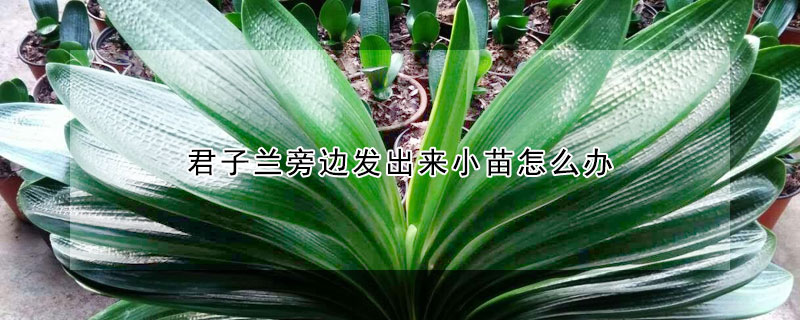 君子蘭旁邊發出來小苗怎麼辦