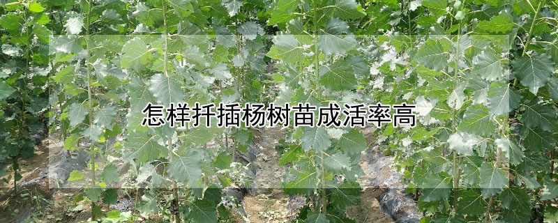 怎樣扡插楊樹苗成活率高