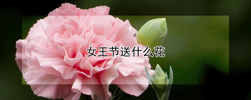 女王節送什麼花
