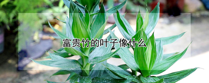 富貴竹的葉子像什麼