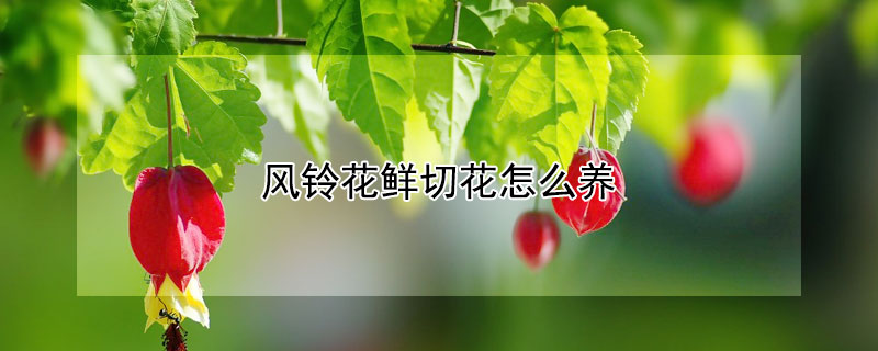 風鈴花鮮切花怎麼養