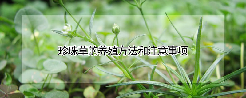 珍珠草的養殖方法和注意事項