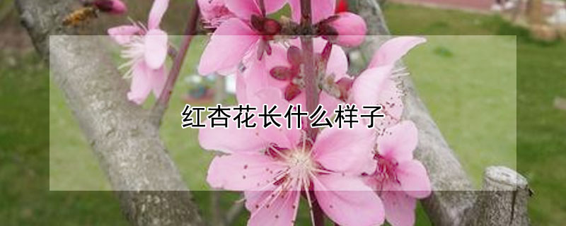 紅杏花長什麼樣子