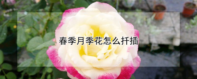 春季月季花怎麼扡插