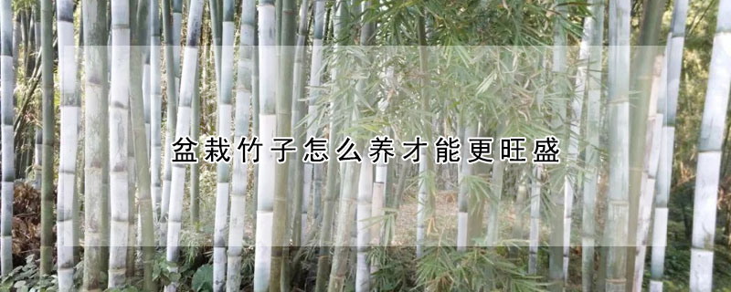 盆栽竹子怎麼養才能更旺盛