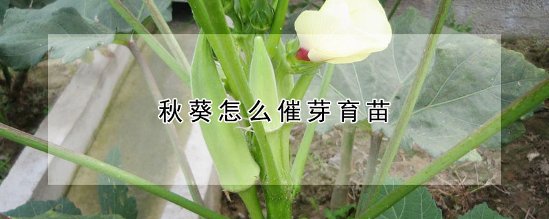 秋葵怎麼催芽育苗