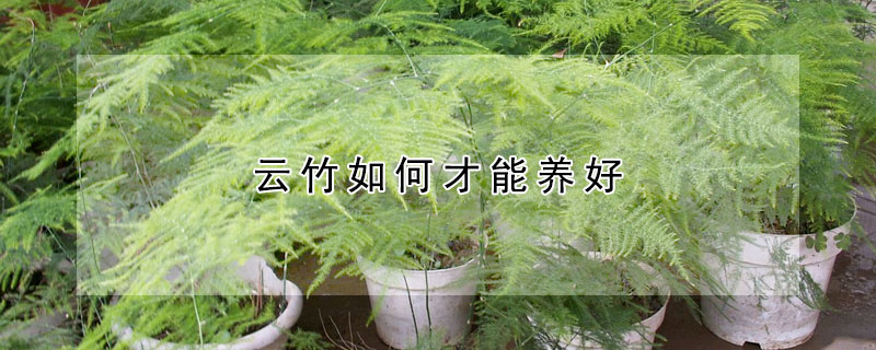 雲竹如何才能養好