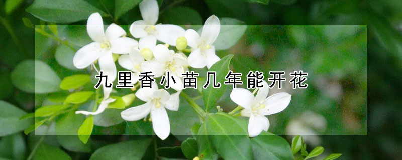 九裏香小苗幾年能開花