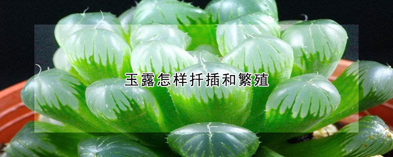 玉露怎樣扡插和繁殖