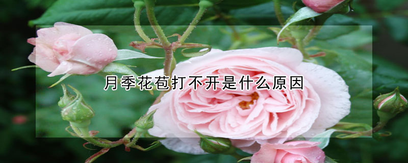 月季花苞打不開是什麼原因