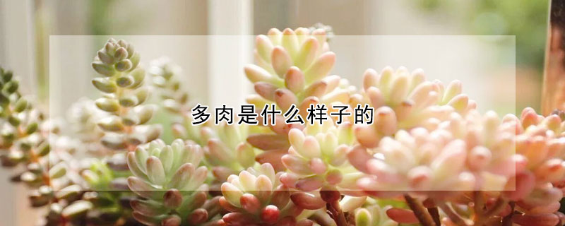 多肉是什麼樣子的
