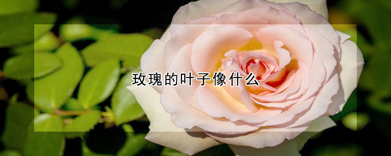 玫瑰的葉子像什麼