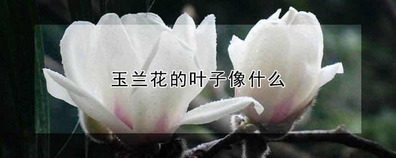玉蘭花的葉子像什麼