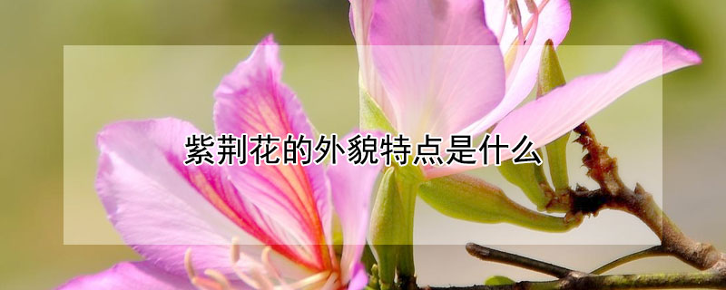 紫荊花的外貌特點是什麼