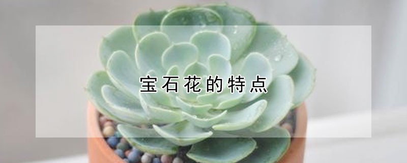 寶石花的特點