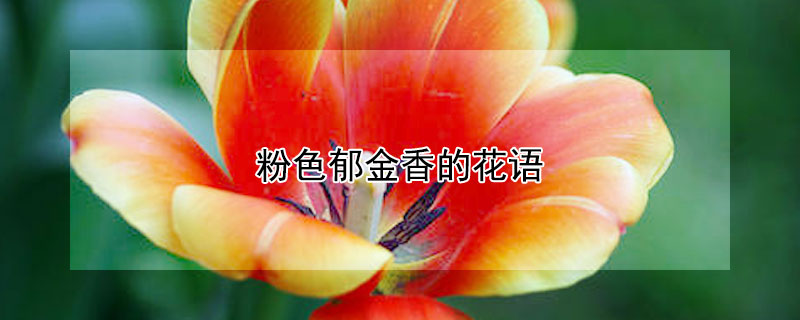 粉色鬱金香的花語