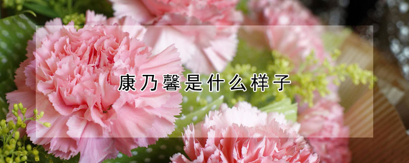 康乃馨是什麼樣子