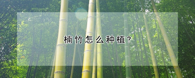 楠竹怎麼種植?
