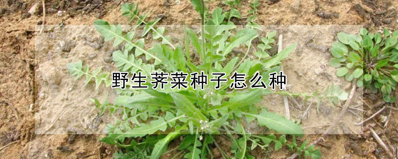 野生薺菜種子怎麼種