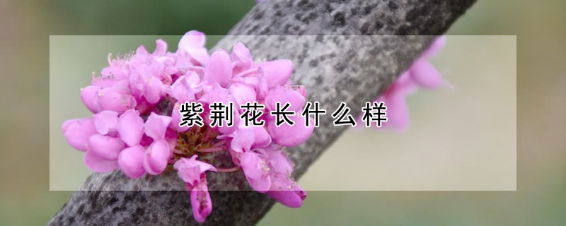 紫荊花長什麼樣
