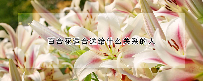 百合花適合送給什麼關係的人