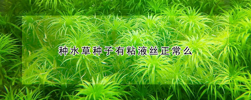 種水草種子有粘液絲正常麼