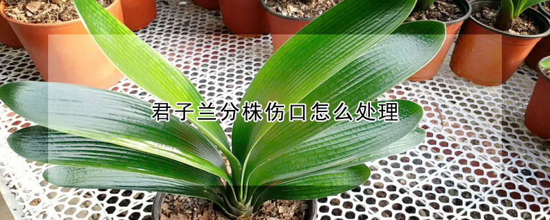 君子蘭分株傷口怎麼處理