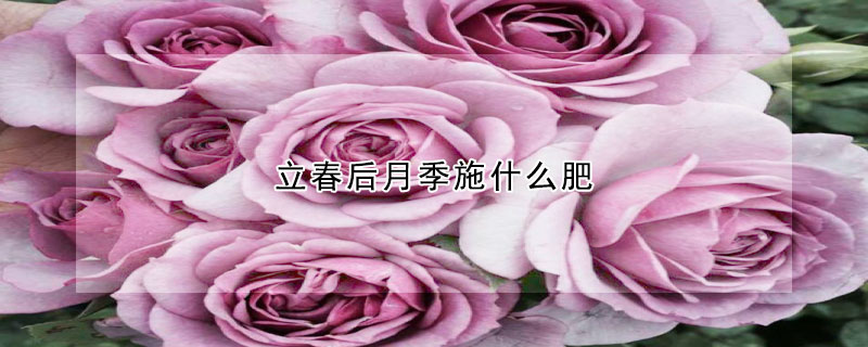 立春後月季施什麼肥
