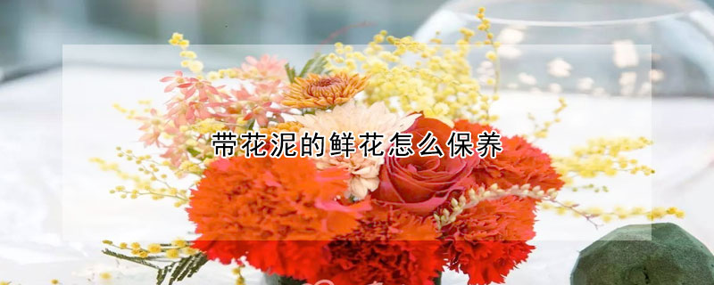 帶花泥的鮮花怎麼保養
