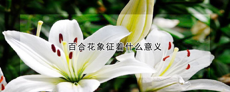 百合花象征著什麼意義