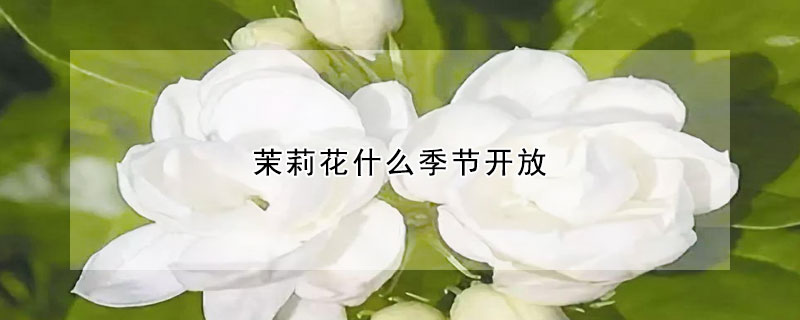 茉莉花什麼季節開放