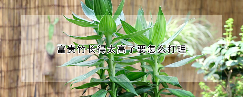 富貴竹長得太高了要怎麼打理