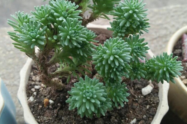 多肉植物球鬆的養殖方法和注意事項
