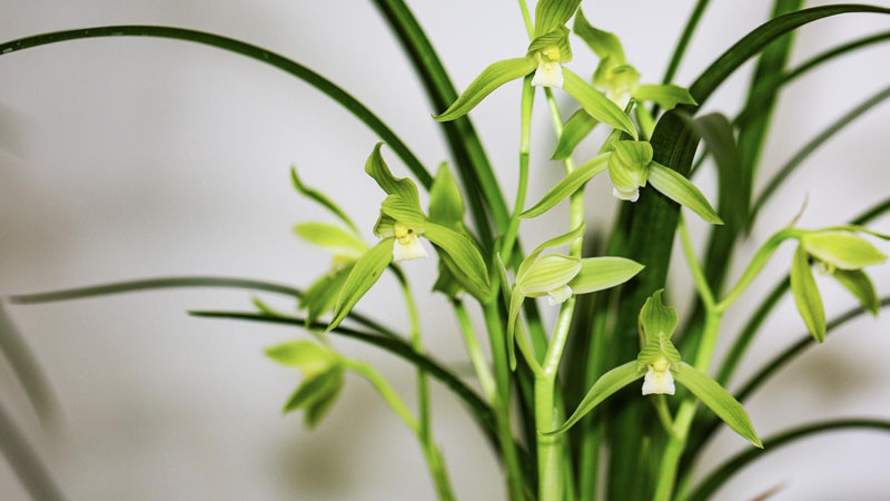 香蘭花怎麼養殖方法?注意事項是什麼?