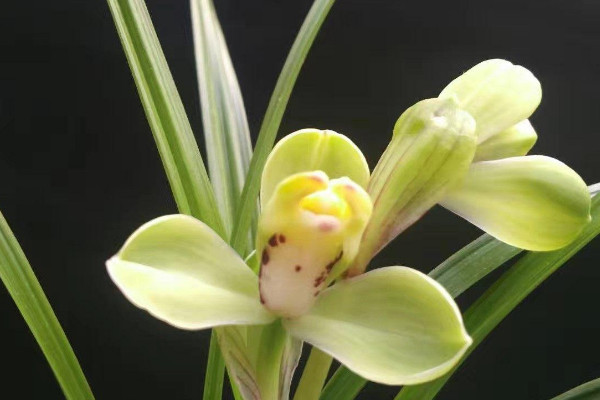 香蘭花怎麼養殖方法?注意事項是什麼?