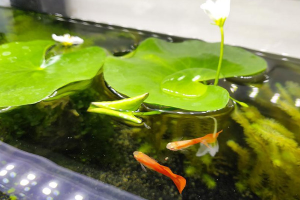 一葉蓮的養殖方法