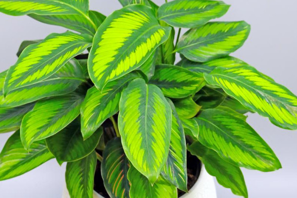 絨葉肖竹芋的養殖方法是什麼