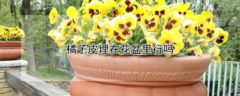 橘子皮埋在花盆裏行嗎
