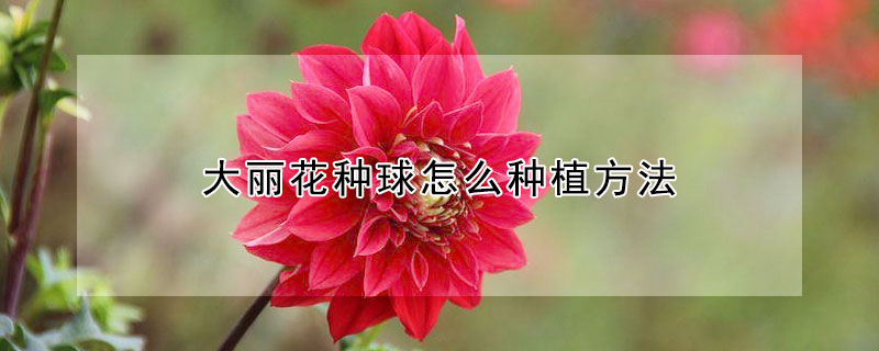 大麗花種球怎麼種植方法