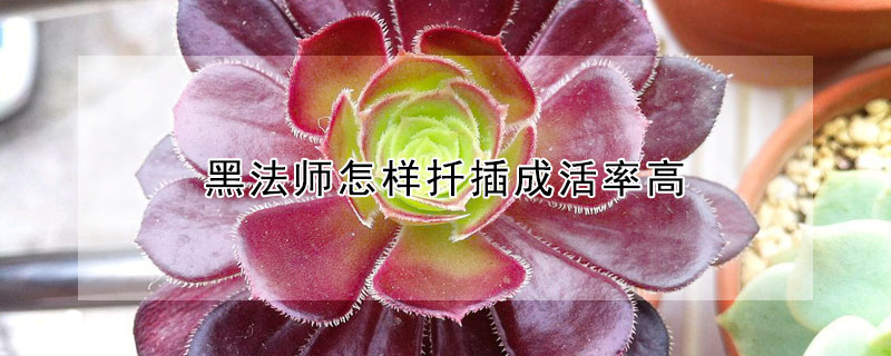 黑法師怎樣扡插成活率高