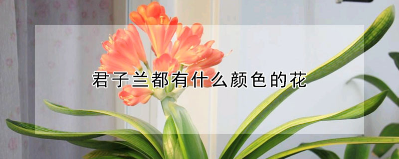 君子蘭都有什麼顏色的花