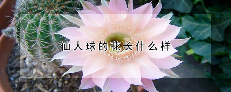仙人球的花長什麼樣
