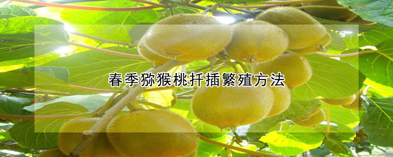春季獼猴桃扡插繁殖方法