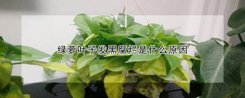 綠蘿葉子發黑腐爛是什麼原因