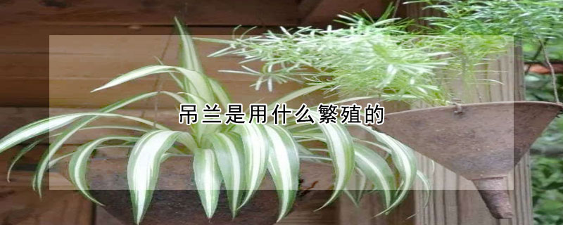 吊蘭是用什麼繁殖的