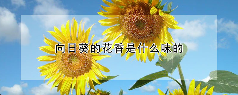 向日葵的花香是什麼味的